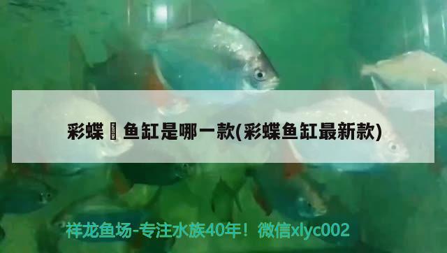 彩蝶魟魚(yú)缸是哪一款(彩蝶魚(yú)缸最新款) 黃金招財(cái)貓魚(yú)