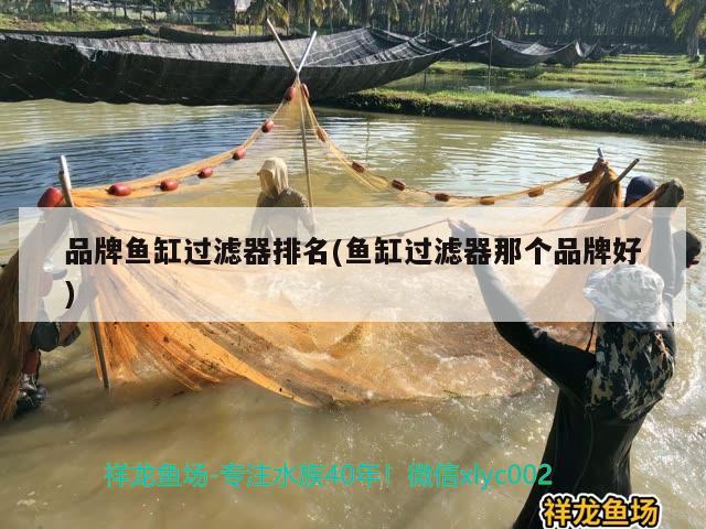 品牌魚缸過(guò)濾器排名(魚缸過(guò)濾器那個(gè)品牌好) 圣菲埃及魚