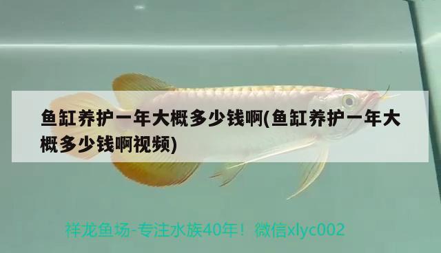 魚(yú)缸養(yǎng)護(hù)一年大概多少錢啊(魚(yú)缸養(yǎng)護(hù)一年大概多少錢啊視頻) 龍魚(yú)芯片掃碼器