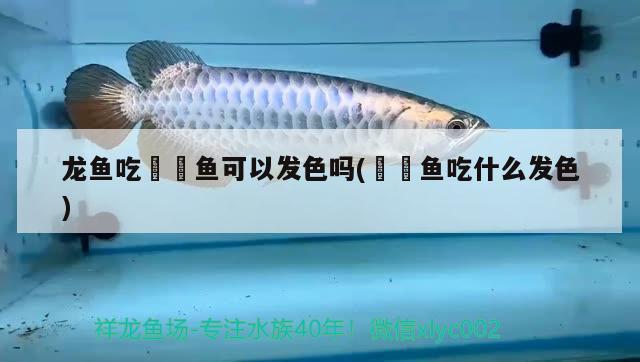 龍魚吃鳑鲏魚可以發(fā)色嗎(鳑鲏魚吃什么發(fā)色)