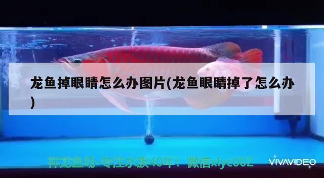 龍魚掉眼睛怎么辦圖片(龍魚眼睛掉了怎么辦)