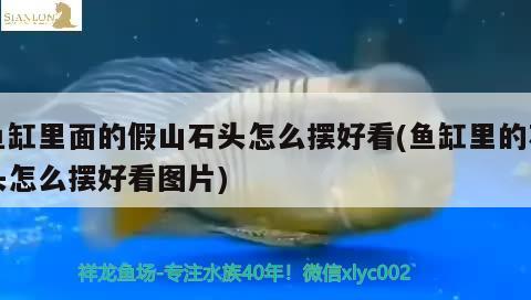 金龍魚(yú)銀龍魚(yú)溫順(金龍銀龍是淡水魚(yú)嗎) 銀龍魚(yú)百科