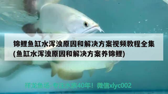 錦鯉魚缸水渾濁原因和解決方案視頻教程全集(魚缸水渾濁原因和解決方案養(yǎng)錦鯉) 廣州觀賞魚批發(fā)市場 第3張