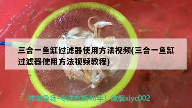 三合一魚缸過濾器使用方法視頻(三合一魚缸過濾器使用方法視頻教程) 黑桃A魚