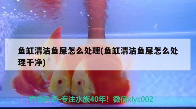 魚缸清潔魚屎怎么處理(魚缸清潔魚屎怎么處理干凈) 蘇虎