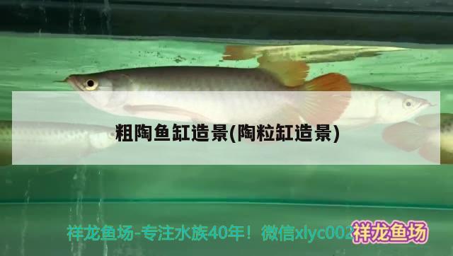 泰安觀賞魚市場(chǎng)不吃夜宵就禍害錦鯉 觀賞魚市場(chǎng)（混養(yǎng)魚） 第2張