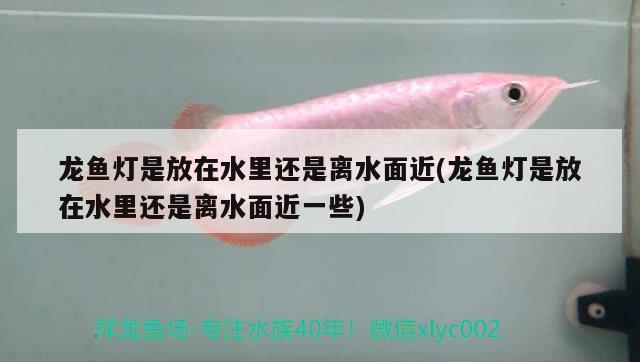 龍魚燈是放在水里還是離水面近(龍魚燈是放在水里還是離水面近一些) 稀有紅龍品種