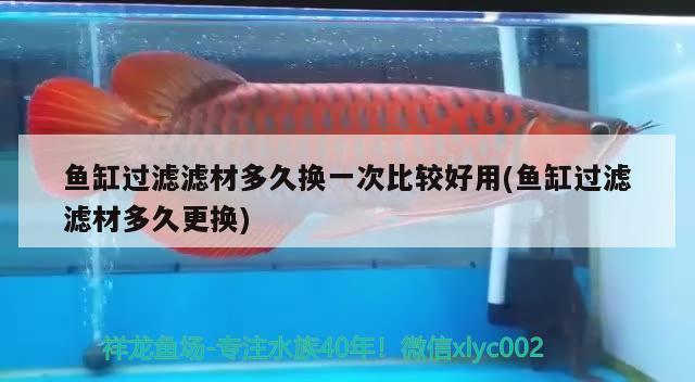 魚缸過濾濾材多久換一次比較好用(魚缸過濾濾材多久更換) 白子銀版魚苗