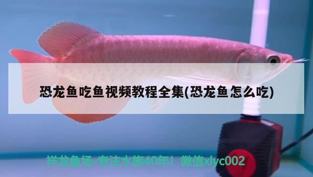 恐龍魚吃魚視頻教程全集(恐龍魚怎么吃)