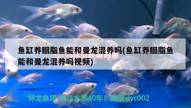 魚缸養(yǎng)胭脂魚能和曼龍混養(yǎng)嗎(魚缸養(yǎng)胭脂魚能和曼龍混養(yǎng)嗎視頻)