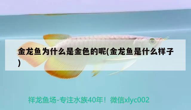 金龍魚混養(yǎng)最佳搭配圖片欣賞一下：金龍魚一起養(yǎng)的魚