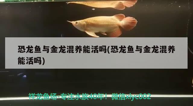 恐龍魚與金龍混養(yǎng)能活嗎(恐龍魚與金龍混養(yǎng)能活嗎) 黃金達摩魚