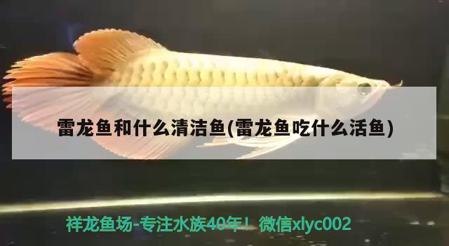 diy魚缸制作教程視頻（自己做魚缸制作視頻） 黃金斑馬魚