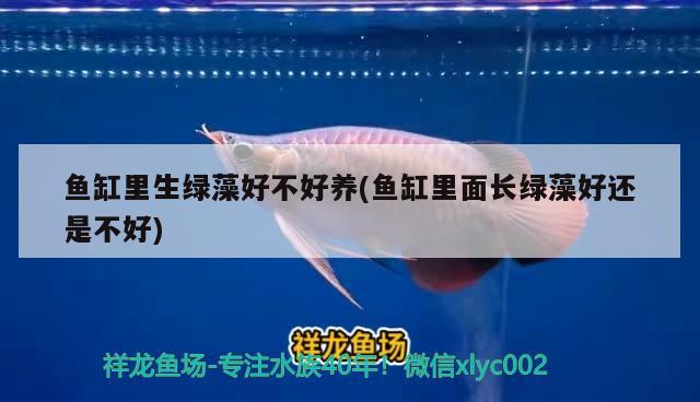 魚缸里生綠藻好不好養(yǎng)(魚缸里面長綠藻好還是不好) 白子黃化銀龍魚