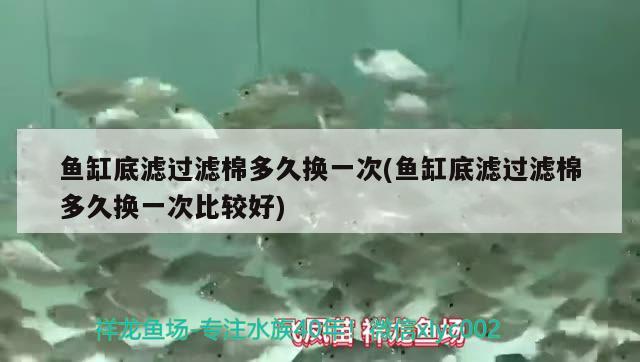 魚缸底濾過濾棉多久換一次(魚缸底濾過濾棉多久換一次比較好) 粗線銀版魚苗