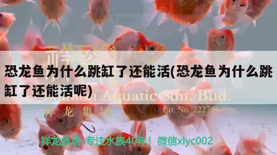 龍魚(yú)魟魚(yú)混養(yǎng)如何喂食魟魚(yú) 龍魚(yú)魟魚(yú)混養(yǎng),怎么喂食,龍魚(yú)搶吃 元寶鯽 第2張