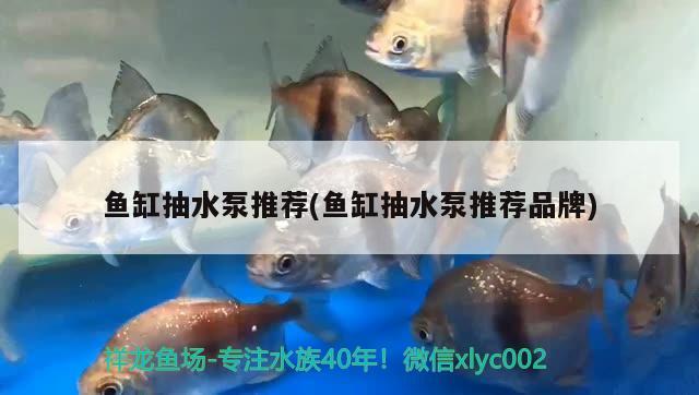 魚(yú)缸抽水泵推薦(魚(yú)缸抽水泵推薦品牌) 黃金貓魚(yú)百科