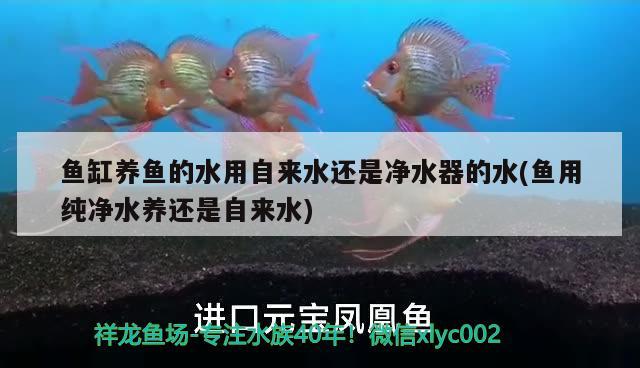 魚缸養(yǎng)魚的水用自來水還是凈水器的水(魚用純凈水養(yǎng)還是自來水)