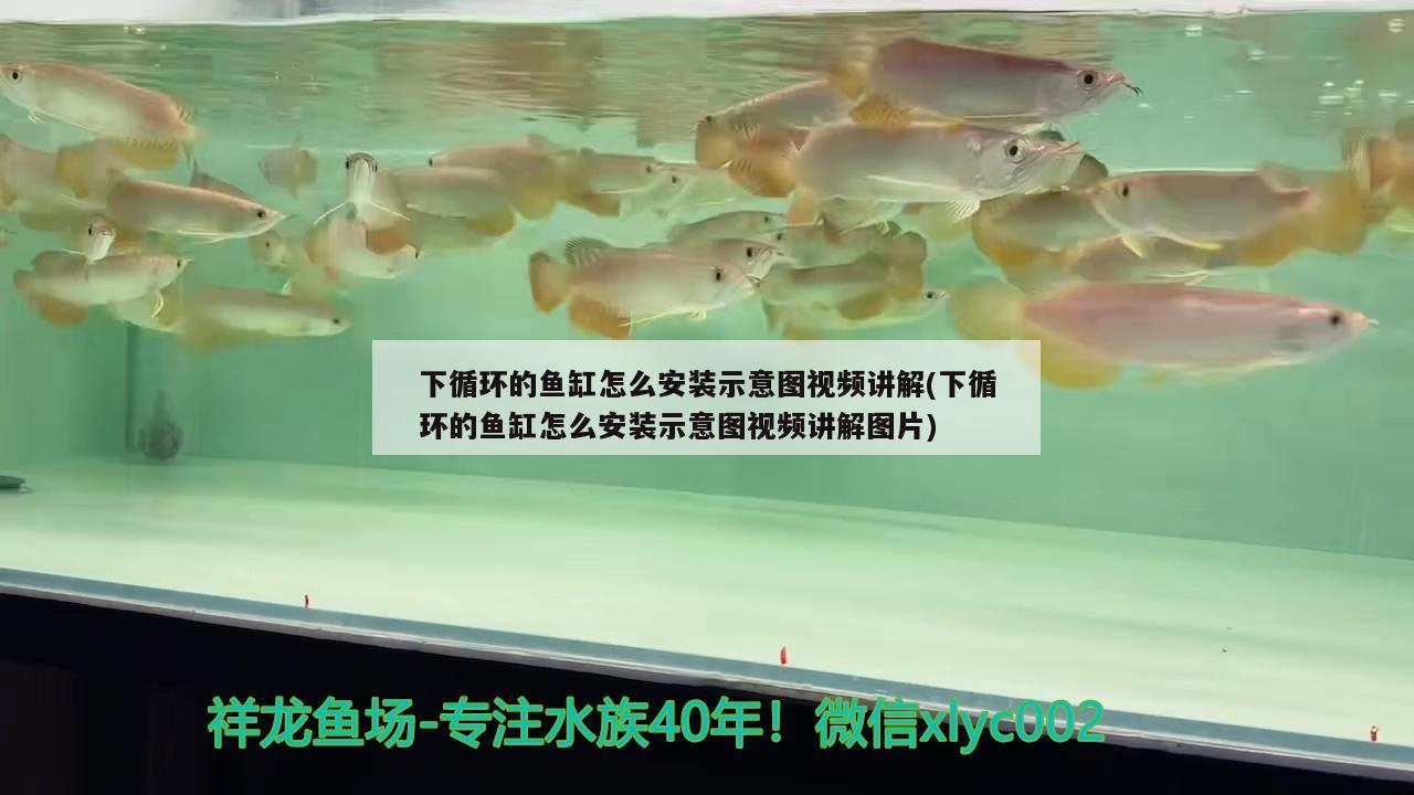 下循環(huán)的魚缸怎么安裝示意圖視頻講解(下循環(huán)的魚缸怎么安裝示意圖視頻講解圖片)