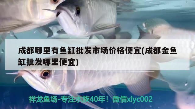 成都哪里有魚缸批發(fā)市場(chǎng)價(jià)格便宜(成都金魚缸批發(fā)哪里便宜) 女王大帆魚苗