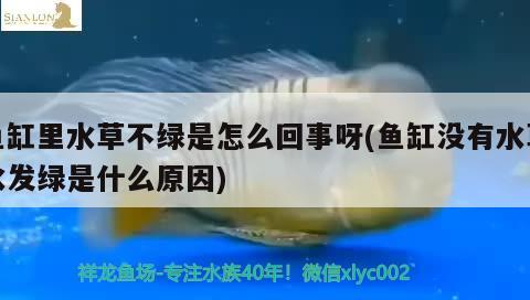 魚缸里水草不綠是怎么回事呀(魚缸沒有水草水發(fā)綠是什么原因) 水草