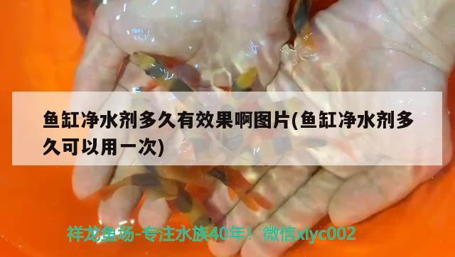 魚缸凈水劑多久有效果啊圖片(魚缸凈水劑多久可以用一次)