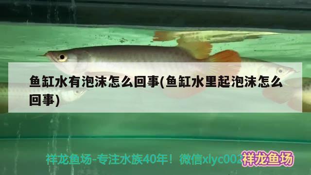 魚缸水有泡沫怎么回事(魚缸水里起泡沫怎么回事) 大白鯊魚苗