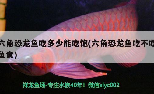 六角恐龍魚吃多少能吃飽(六角恐龍魚吃不吃魚食) 銀龍魚苗