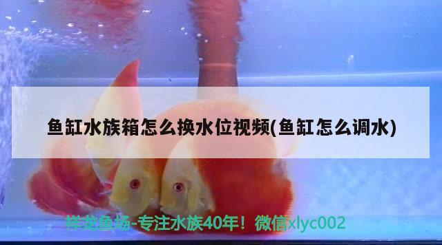 魚缸水族箱怎么換水位視頻(魚缸怎么調(diào)水) 魚缸/水族箱