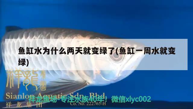 魚缸水為什么兩天就變綠了(魚缸一周水就變綠) 除藻劑