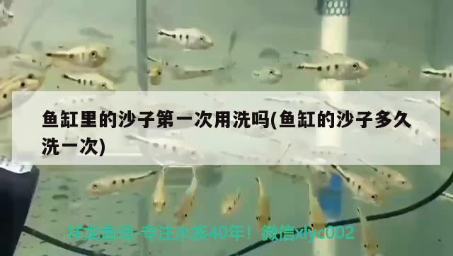 魚缸里的沙子第一次用洗嗎(魚缸的沙子多久洗一次)