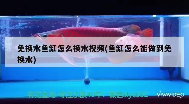 魚缸氣泵怎么自制的（魚缸氣泵安裝方法）