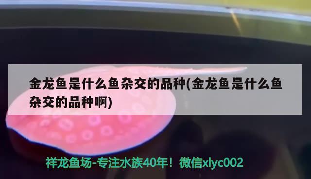 榆林觀賞魚(yú)交流群微信號(hào)大全圖片和哈爾濱觀賞魚(yú)微信群介紹，榆林觀賞魚(yú)交流群微信號(hào)大全圖片 充氧泵 第2張