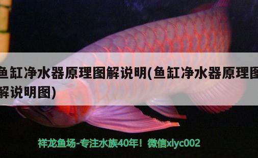 魚(yú)缸凈水器原理圖解說(shuō)明(魚(yú)缸凈水器原理圖解說(shuō)明圖) 女王大帆魚(yú)