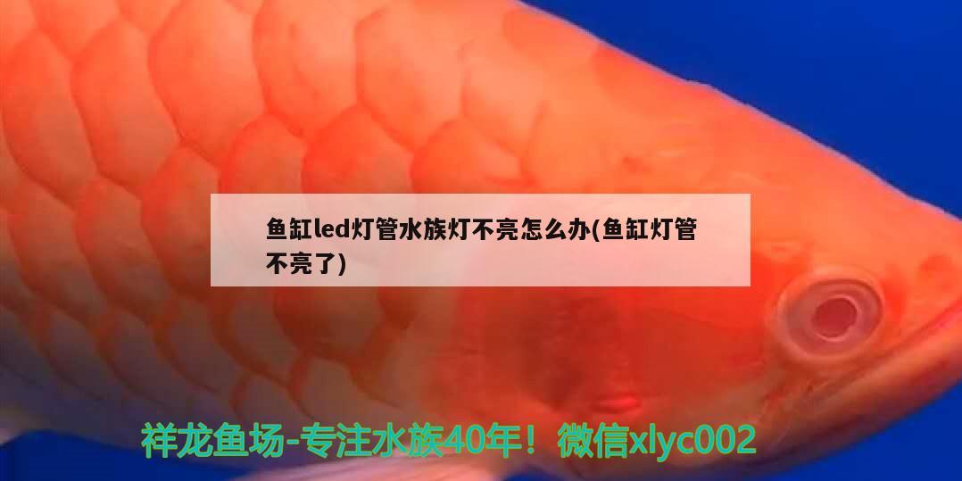 魚缸led燈管水族燈不亮怎么辦(魚缸燈管不亮了) 帝王迷宮