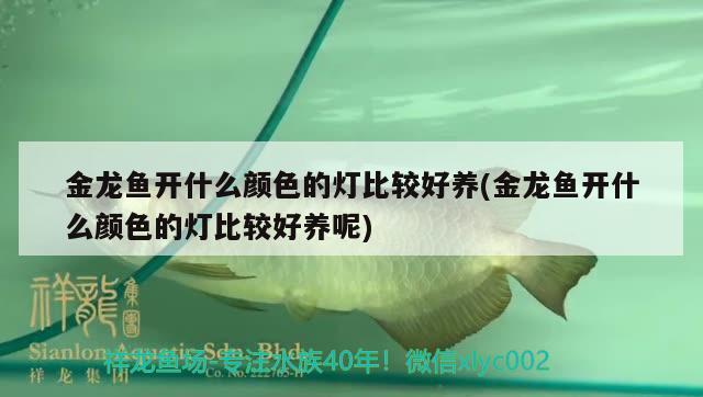 金龍魚開什么顏色的燈比較好養(yǎng)(金龍魚開什么顏色的燈比較好養(yǎng)呢)