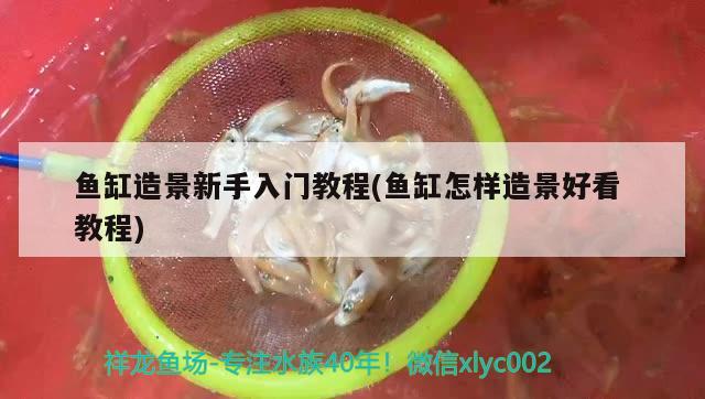 霸王魚的做法，你知道多少？，霸王魚最正宗做法解釋霸王魚是什么魚 飛鳳魚 第1張