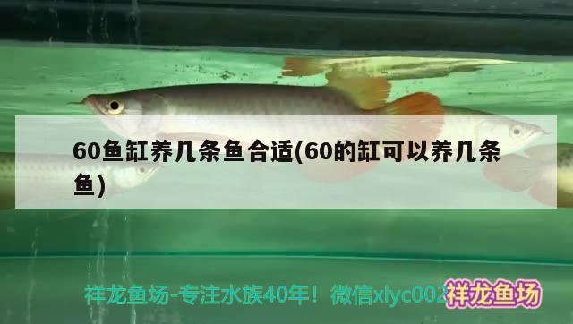 60魚缸養(yǎng)幾條魚合適(60的缸可以養(yǎng)幾條魚)