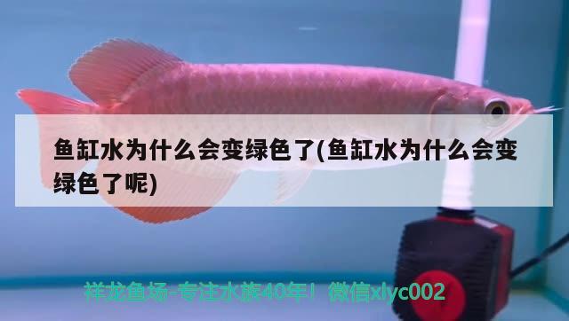 真正被泰虎亮瞎眼 泰國虎魚 第3張