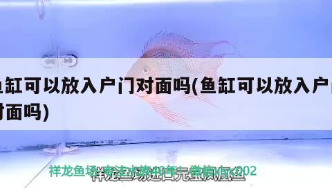 武漢適合養(yǎng)什么觀賞魚品種(武漢魚的品種) 白子關(guān)刀魚 第3張