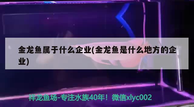 金龍魚屬于什么企業(yè)(金龍魚是什么地方的企業(yè)) 薩伊藍(lán)魚