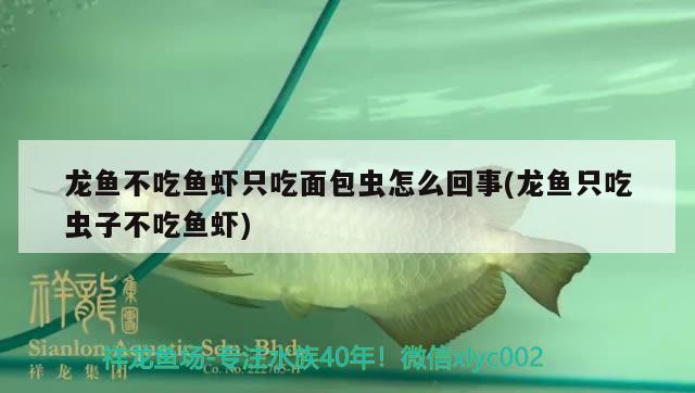 紅龍魚(yú)有什么用：紅龍魚(yú)吃活的還一個(gè)是冰鮮的好