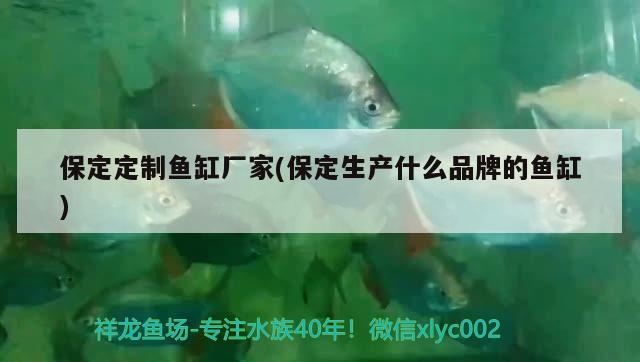 保定定制魚(yú)缸廠家(保定生產(chǎn)什么品牌的魚(yú)缸) 國(guó)產(chǎn)元寶鳳凰魚(yú)