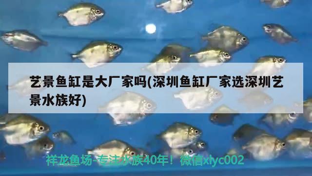 藝景魚缸是大廠家嗎(深圳魚缸廠家選深圳藝景水族好) 一眉道人魚