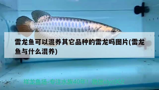 雷龍魚可以混養(yǎng)其它品種的雷龍嗎圖片(雷龍魚與什么混養(yǎng)) 皇冠黑白魟魚