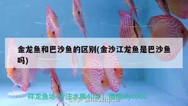 金龍魚和巴沙魚的區(qū)別(金沙江龍魚是巴沙魚嗎)