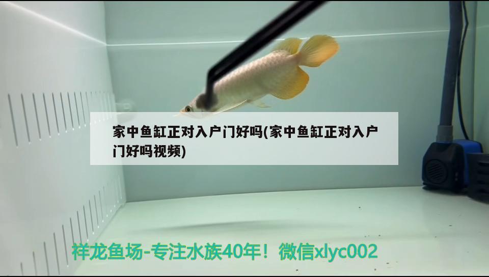 家中魚缸正對入戶門好嗎(家中魚缸正對入戶門好嗎視頻) 飛鳳魚苗