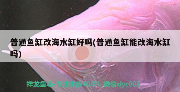 普通魚缸改海水缸好嗎(普通魚缸能改海水缸嗎) 帝王血鉆