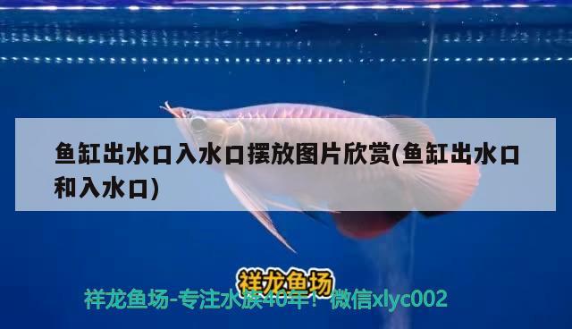 魚缸出水口入水口擺放圖片欣賞(魚缸出水口和入水口) 羅漢魚批發(fā)