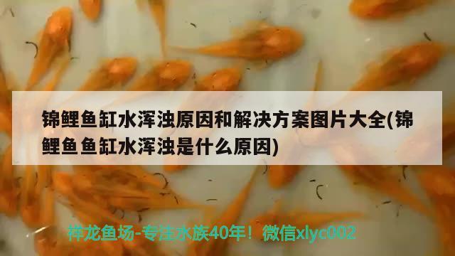 雷龍魚批發(fā)去哪里（雷龍魚在哪買好） 一眉道人魚 第1張